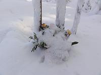  11. Februar 2012 - Samuels Blumen frieren